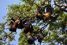 Flying Foxes Hanging From The Branches Of A Tree - India