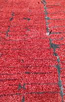 Farmers Dry Tomatoes in Bazhou