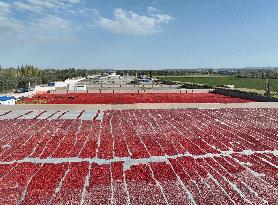 Farmers Dry Tomatoes in Bazhou