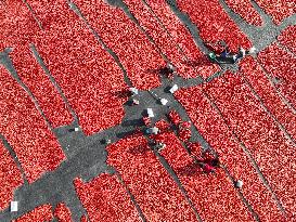 Farmers Dry Tomatoes in Bazhou