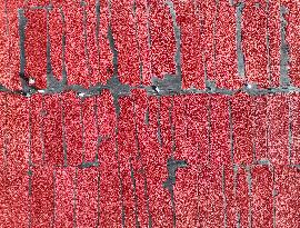 Farmers Dry Tomatoes in Bazhou