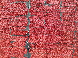 Farmers Dry Tomatoes in Bazhou