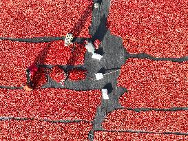 Farmers Dry Tomatoes in Bazhou