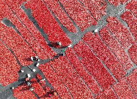 Farmers Dry Tomatoes in Bazhou