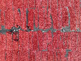 Farmers Dry Tomatoes in Bazhou