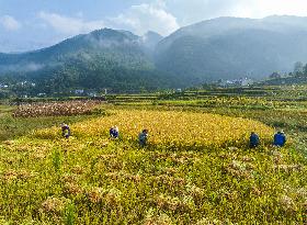 #CHINA-AUTUMN-HARVEST (CN)