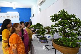 Bonsai Trees Exhibition In Dhaka