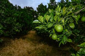 Bari 1 Sweet Malta Orange Fruit Cultivation In India
