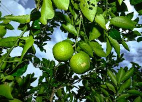 Bari 1 Sweet Malta Orange Fruit Cultivation In India
