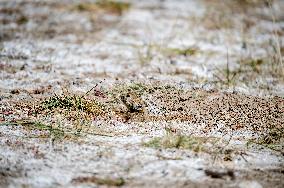 CHINA-XINJIANG-ALTUN MOUNTAINS-NATURE RESERVE (CN)