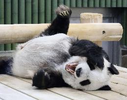 28-year-old giant panda at Japan zoo