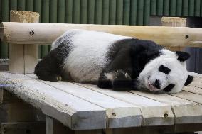 28-year-old giant panda at Japan zoo