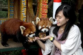 INDONESIA-WEST JAVA-INT'L RED PANDA DAY