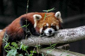 INDONESIA-WEST JAVA-INT'L RED PANDA DAY