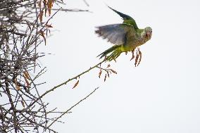 The Invasion Of Green Parrots