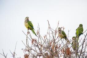The Invasion Of Green Parrots