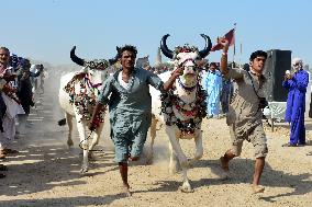 PAKISTAN-HYDERABAD-CATTLE RACE