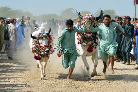 PAKISTAN-HYDERABAD-CATTLE RACE