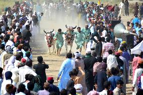 PAKISTAN-HYDERABAD-CATTLE RACE