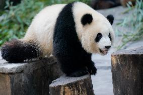 Panda At Chongqing Zoo