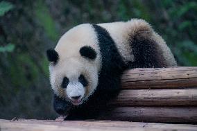 Panda At Chongqing Zoo