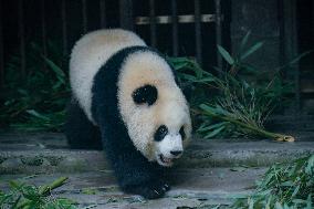 Panda At Chongqing Zoo