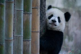 Panda At Chongqing Zoo