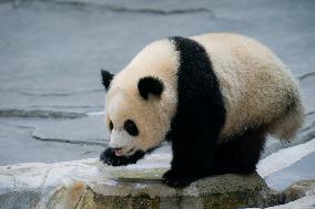 Panda At Chongqing Zoo