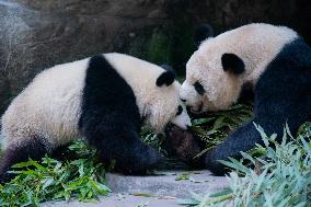 Panda At Chongqing Zoo