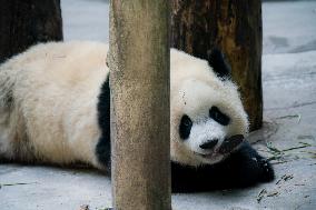 Panda At Chongqing Zoo