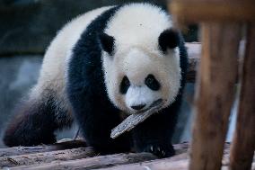 Panda At Chongqing Zoo