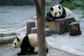 Panda At Chongqing Zoo