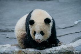 Panda At Chongqing Zoo