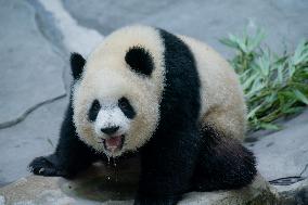 Panda At Chongqing Zoo