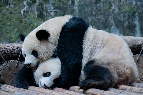 Panda At Chongqing Zoo