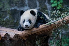 Panda At Chongqing Zoo