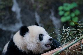 Panda At Chongqing Zoo