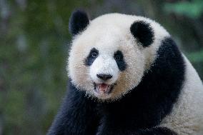 Panda At Chongqing Zoo