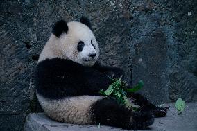 Panda At Chongqing Zoo