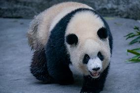 Panda At Chongqing Zoo