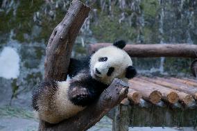 Panda At Chongqing Zoo