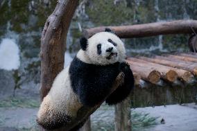 Panda At Chongqing Zoo