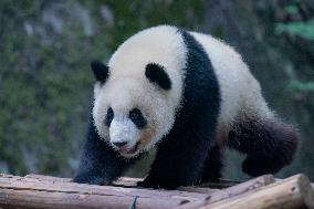 Panda At Chongqing Zoo