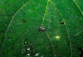 Metallic Jumper Jumping Spider