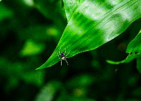 Metallic Jumper Jumping Spider