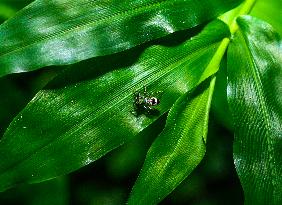 Metallic Jumper Jumping Spider