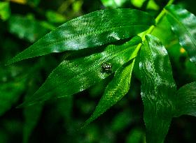 Metallic Jumper Jumping Spider