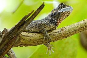 A Chameleon Rest On A Tree Branch - India