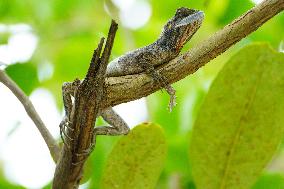 A Chameleon Rest On A Tree Branch - India