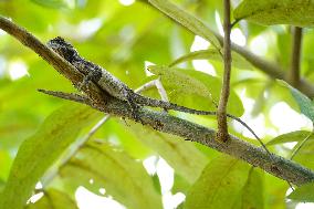 A Chameleon Rest On A Tree Branch - India